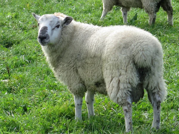 Выпас овец на пышной зеленой ферме — стоковое фото
