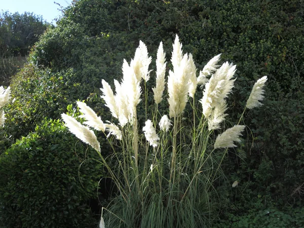 Grama pampas na luz do sol — Fotografia de Stock