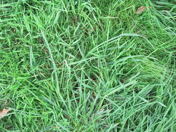 Зеленая луговая трава — стоковое фото