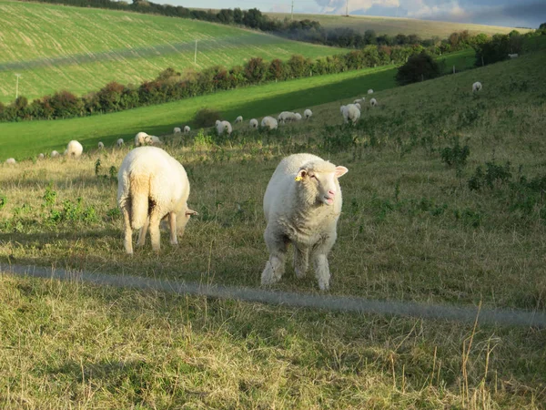 Schafe weiden auf saftig grünem Ackerland — Stockfoto