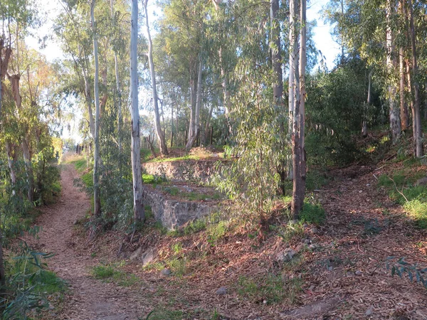 Land vägen genom eukalyptusträd — Stockfoto