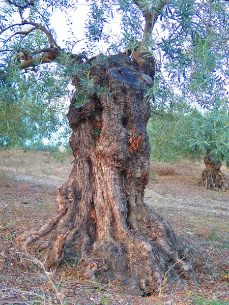 Старая колючая маслина — стоковое фото