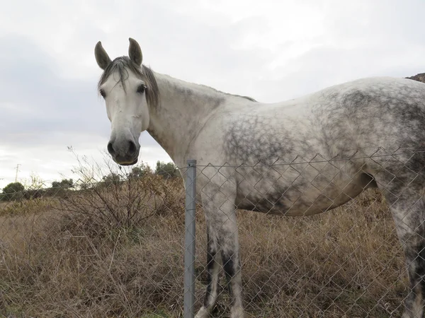 Pferd blickt in Kamera — Stockfoto