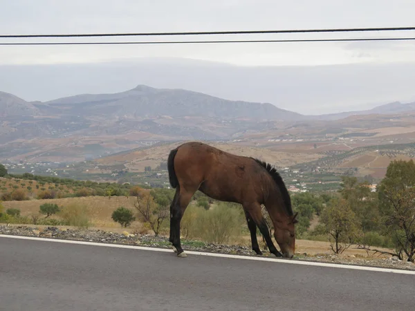 Loses Pferd am Straßenrand — Stockfoto