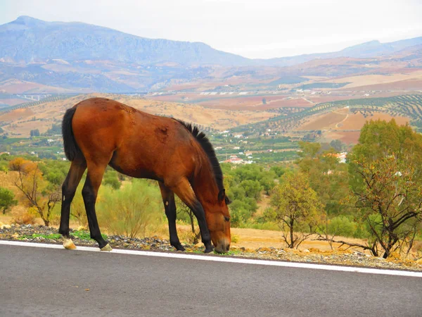 Loses Pferd am Straßenrand — Stockfoto