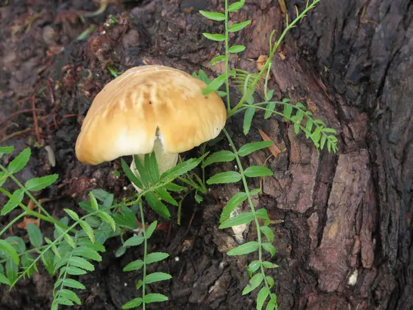 Cogumelo crescendo na árvore — Fotografia de Stock