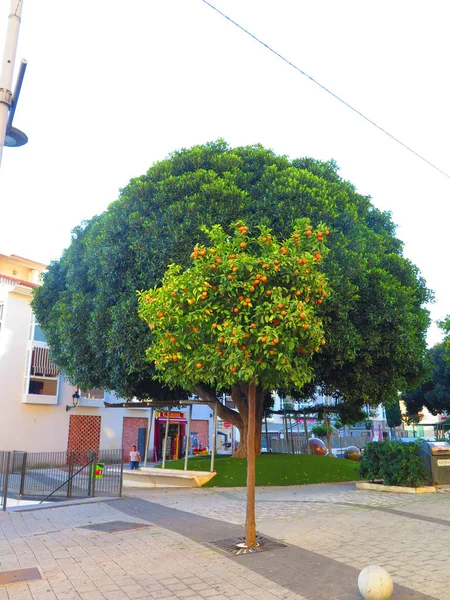 Oranger devant le laurier — Photo