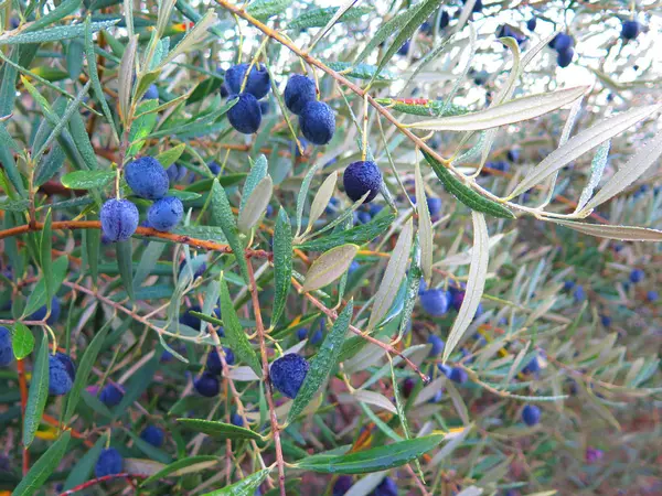 Schwarze blaue Oliven im Regen — Stockfoto