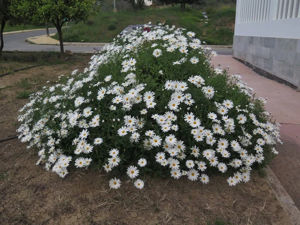 Large clump of white daisies — Stock Photo, Image
