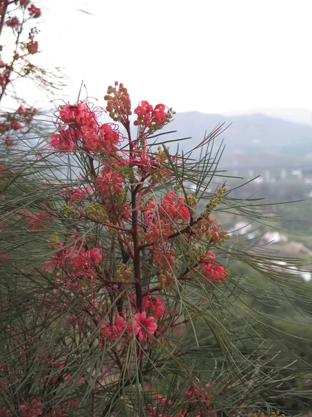 Κόκκινο λουλούδι στο Grevillea θάμνος — Φωτογραφία Αρχείου