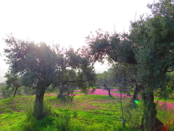 Paarse onkruid in Olive Grove — Stockfoto