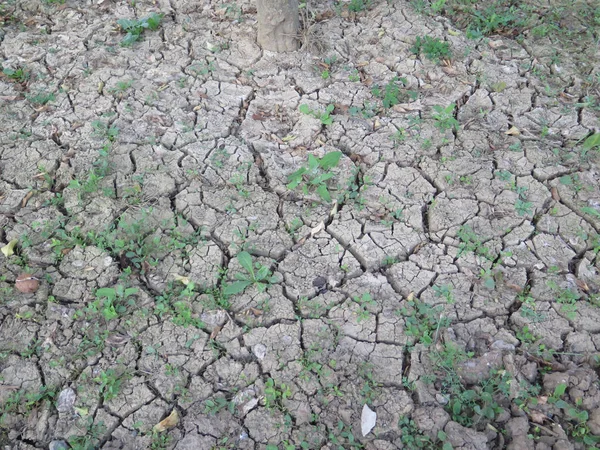 Terre fissurée à la base du citronnier — Photo