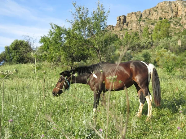 Pferd mit weißen Markierungen — Stockfoto