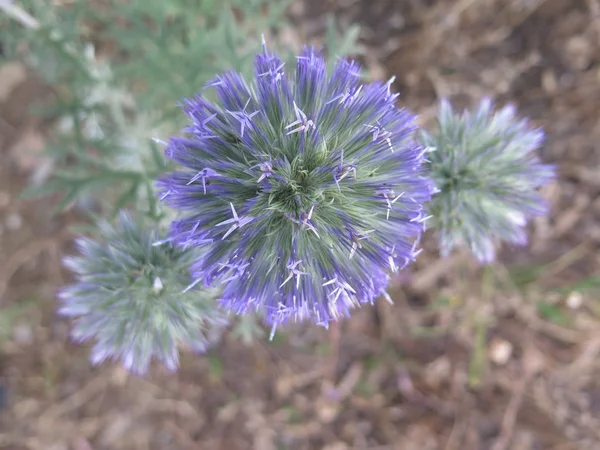 Flor azul selvagem — Fotografia de Stock