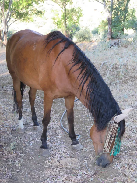 Brązowy koń poszukuje pożywienia — Zdjęcie stockowe