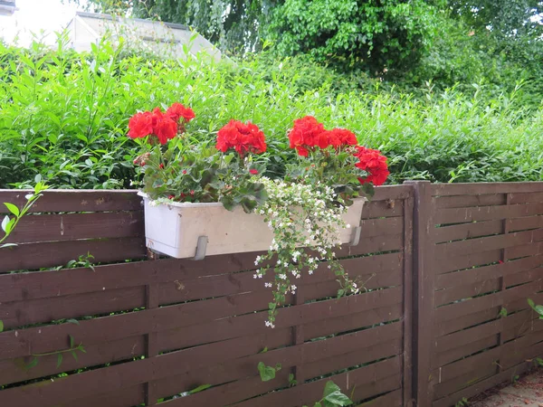 Beyaz çiçek kutusunda kırmızı sardunyalar — Stok fotoğraf