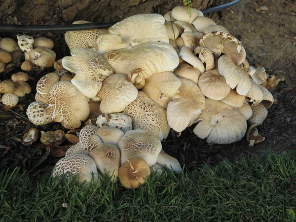 Grande touffe de champignons Puffball — Photo