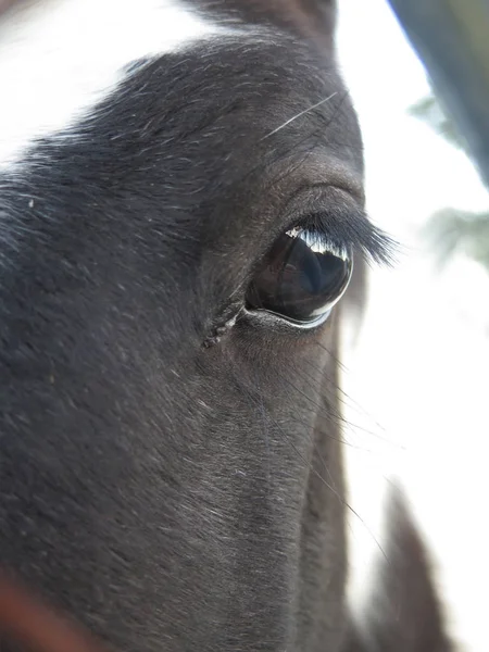 Reflexión en ojo de caballo — Foto de Stock