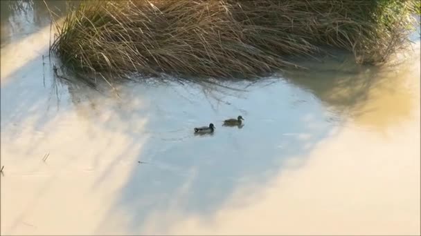 Ente Und Erpel Schwimmen Sonnigem Tag Andalusien Zugewachsenem Fluss — Stockvideo