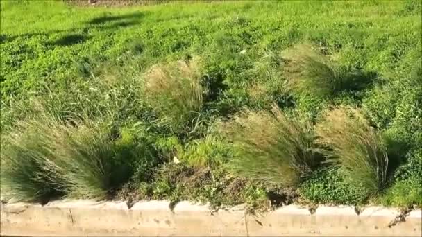 Large Tufts Esparto Grass Blowing Strong Wind Riverbank Central Malaga — 비디오