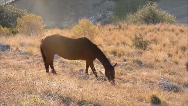 安达卢西亚村冬季阳光下 马在城堡山上稀疏的干草上吃草 — 图库视频影像
