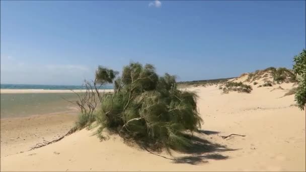 Deserted Αμμώδη Παραλία Πολύ Θυελλώδη Μέρα Κοντά Στο Ακρωτήριο Trafalgar — Αρχείο Βίντεο