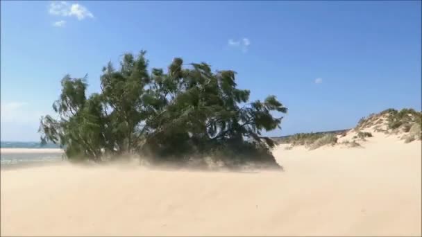Övergiven Sandstrand Mycket Blåsig Dag Nära Cape Trafalgar Södra Andalusien — Stockvideo