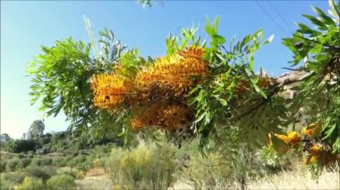 Endülüs, İspanya 'da rüzgarlı bir günde Grevillea Australian Silver Oak' ın yakın çekimi