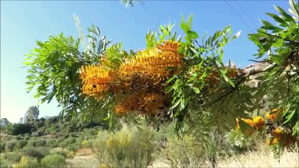 スペインのアンダルシアで風の強い日にグレビリア オーストラリア シルバーオークの閉鎖 — ストック動画