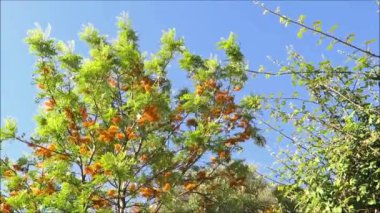 Endülüs, İspanya 'da rüzgarlı bir günde Grevillea Australian Silver Oak' ın yakın çekimi