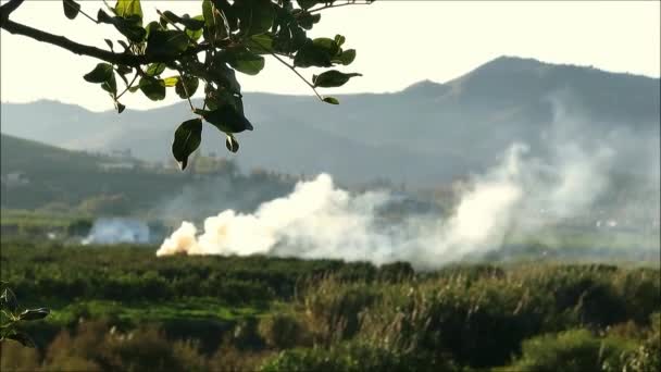 Boer Brandende Afsnijdingen Van Fruitbomen Sinaasappelboomgaard Vroege Ochtend Andalusische December — Stockvideo