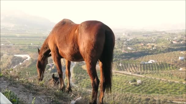 Großes Lorbeerpferd Auf Burgberg Mit Blick Auf Das Guadalhorce Tal — Stockvideo