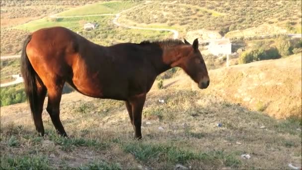 Grande Cavalo Baía Colina Castelo Com Vista Para Vale Guadalhorce — Vídeo de Stock