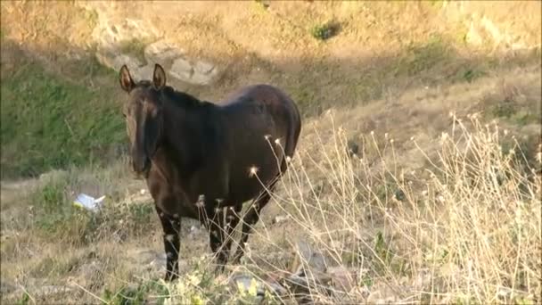 Большая Скаковая Лошадь Холме Замка Видом Долину Гуадалхорсе — стоковое видео