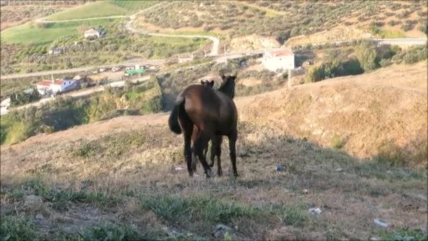 Large Bay Horse Castle Hill Guadalhorce Valley View — Stock Video