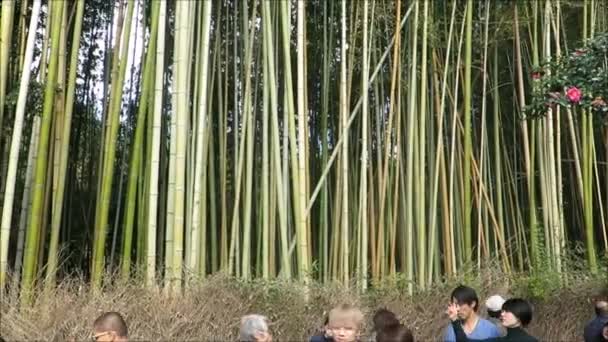 Kyoto Japan November 2019 Människor Vandrar Genom Bambuskog Sval Höstdag — Stockvideo