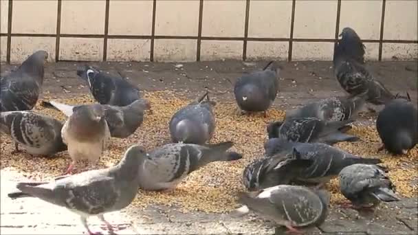 Taubenschwarm Ernährt Sich Einem Sonnigen Dezembertag Von Mais Auf Dem — Stockvideo