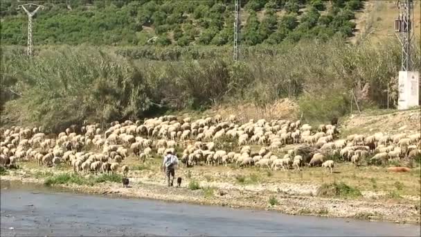 Berger Avec Troupeau Moutons Ayant Traversé Une Rivière Peu Profonde — Video