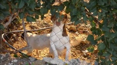 Endülüs köyünde tel örgülerden bakan iki küçük şirin köpek.