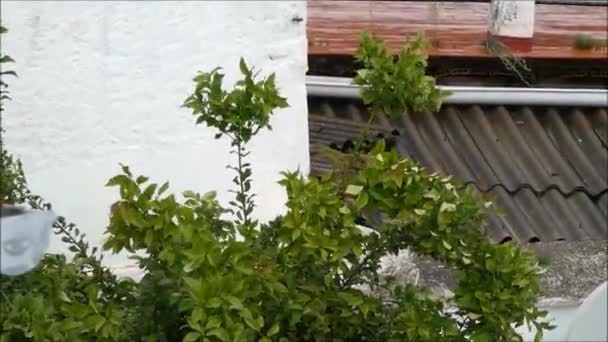 アンダルシアの村の風の強い裏庭で揺れるトリミングを必要とするレモンの木 — ストック動画