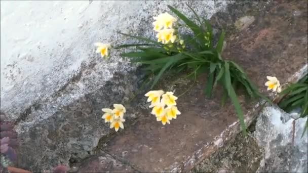 Pequeño Grupo Narcisos Luchando Por Sobrevivir Borde Hormigón Día Ventoso — Vídeo de stock