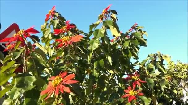 Flor Poinsettia Sobre Arbusto Con Pétalos Rojos Centro Amarillo Anaranjado — Vídeo de stock