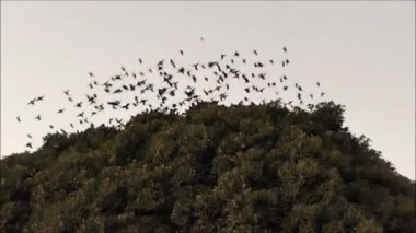 Sığırcık sürüsü bir gecede tünediklerini Endülüs köyündeki büyük bir ağaca bırakıyor.