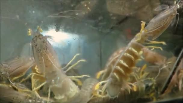 Gros Plan Aquarium Avec Des Crustacés Crevettes Verre Vivant Dans — Video