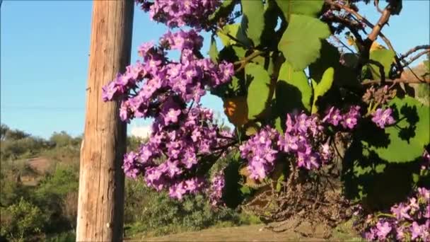 Blauwe Bloemen Struik Met Grote Bladeren Naast Telefoonpaal Het Andalusische — Stockvideo