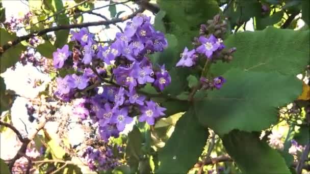 Flores Azuis Arbusto Com Grandes Folhas Campo Andaluz — Vídeo de Stock