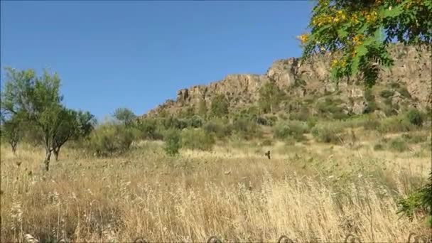 Swallows Feeding Meadow Rocky Background Early Spring — Stock Video