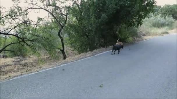 Бродячие Собаки Выгуливают Загородные Угодья Южной Андалусии Испания — стоковое видео