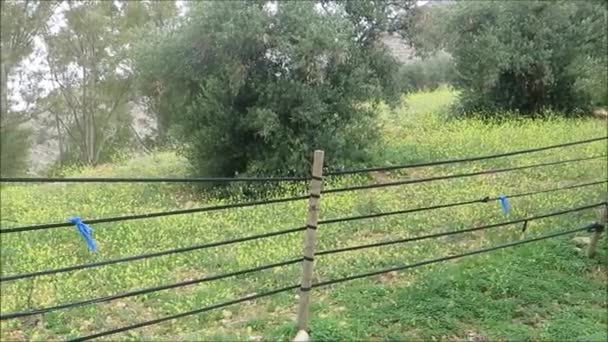 Flores Amarelas Mola Prado Andaluz Verde Luz Sol Mola Atrás — Vídeo de Stock