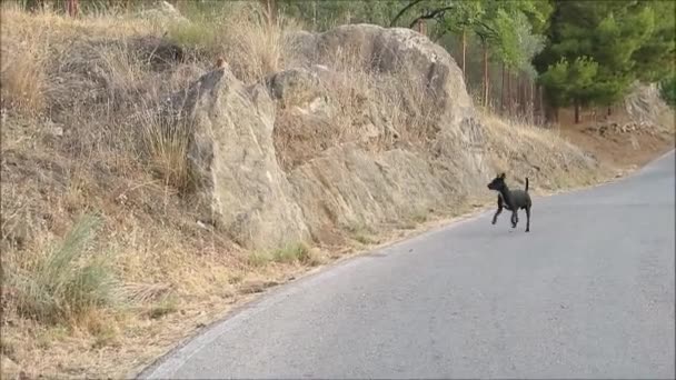 Herrelösa Hundar Som Vandrar Landsbygden Södra Andalusien Spanien — Stockvideo